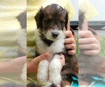 Puppy Bella Collie-Poodle (Miniature) Mix