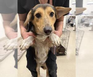 Black Mouth Cur Dogs for adoption in Baytown, TX, USA