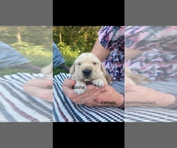Medium Photo #7 Golden Retriever Puppy For Sale in NORWOOD, MO, USA