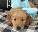 Puppy Marley Golden Retriever