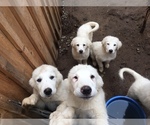Small Photo #11 Anatolian Shepherd-Great Pyrenees Mix Puppy For Sale in DEARY, ID, USA