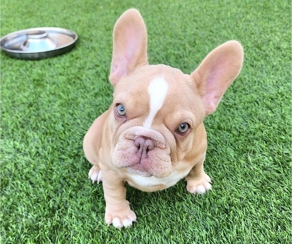 Medium Photo #3 French Bulldog Puppy For Sale in LAS VEGAS, NV, USA