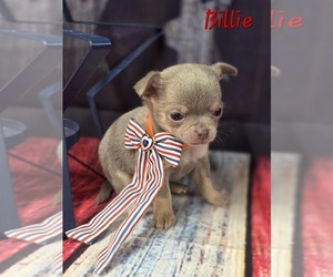 Chihuahua Puppy for Sale in HOMERVILLE, Georgia USA