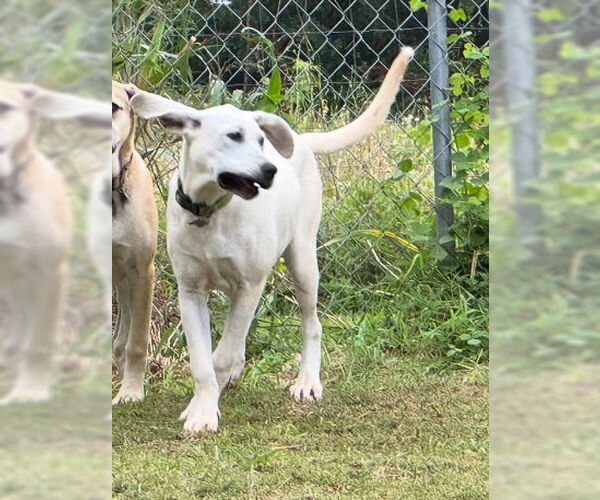Medium Photo #27 Anatolian Shepherd-Labrador Retriever Mix Puppy For Sale in Higley, AZ, USA