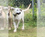 Small #26 Anatolian Shepherd-Labrador Retriever Mix