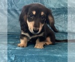 Small #4 Dachshund