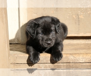 Borador Puppy for sale in KELSO, WA, USA