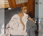 Small #1 American Pit Bull Terrier