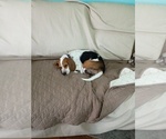 Small #3 Beagle