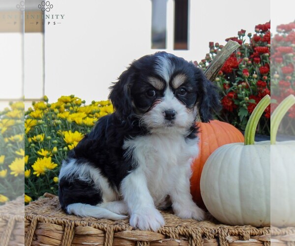 Medium Photo #3 Cavachon Puppy For Sale in GORDONVILLE, PA, USA