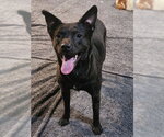 Small Photo #4 Australian Kelpie-Unknown Mix Puppy For Sale in Chandler, AZ, USA