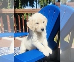 Small Photo #12 English Cream Golden Retriever Puppy For Sale in UNIVERSITY PL, WA, USA