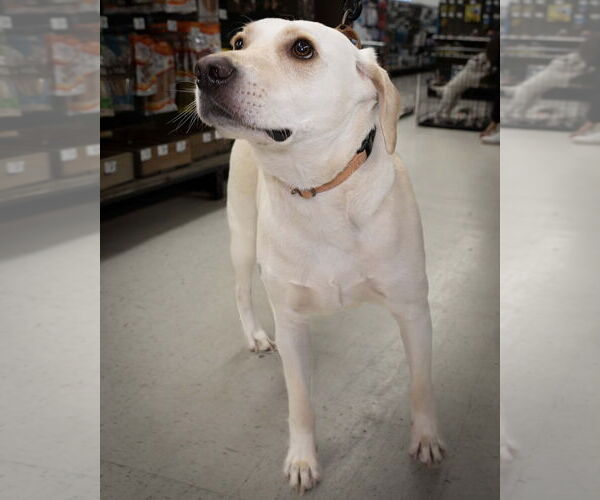 Medium Photo #3 Labrador Retriever Puppy For Sale in Wilmington, NC, USA