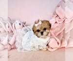 Small #17 Shih Tzu