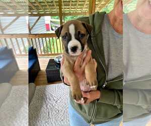 Boxer-Staffordshire Bull Terrier Mix Dogs for adoption in Holly Springs, NC, USA