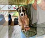 Small Boxer-Staffordshire Bull Terrier Mix