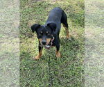 Small #2 Doxie-Pin