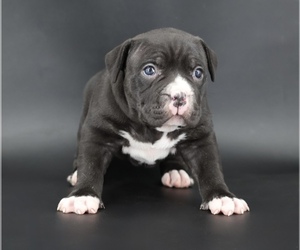 American Bully Puppy for sale in CHAMPAIGN, IL, USA