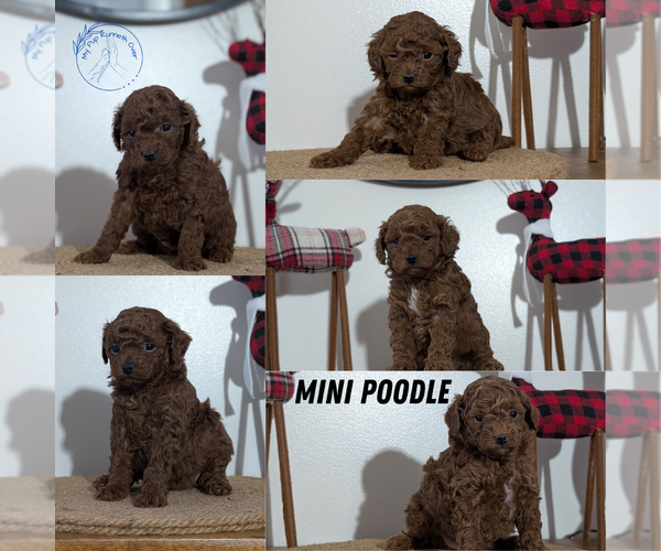 Medium Photo #21 Poodle (Miniature) Puppy For Sale in GOSHEN, IN, USA