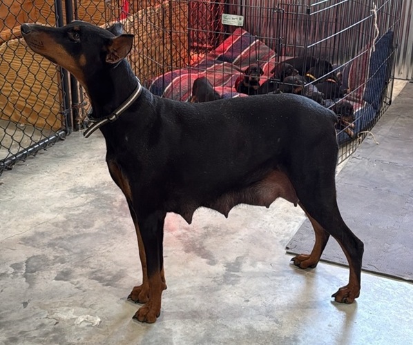 Medium Photo #1 Doberman Pinscher Puppy For Sale in PERU, KS, USA