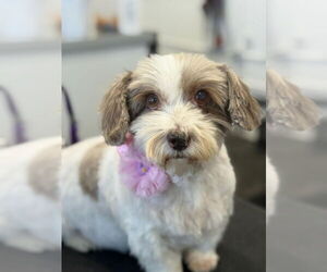 Hava-Apso Dogs for adoption in San Francisco, CA, USA