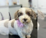 Small Hava-Apso
