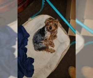 Father of the Chorkie-Yorkshire Terrier Mix puppies born on 05/22/2019