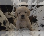 Puppy Grey Paw Male Golden Retriever