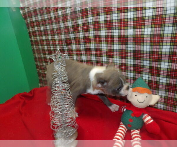 Medium Photo #4 Boston Terrier Puppy For Sale in PATERSON, NJ, USA