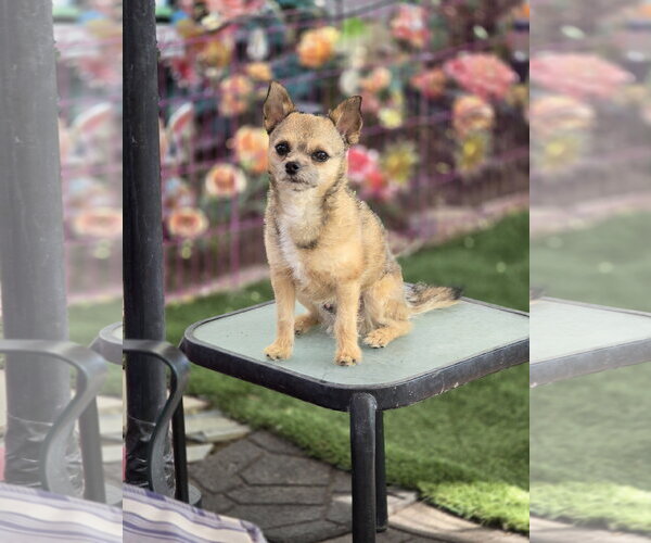 Medium Photo #1 Mutt Puppy For Sale in Sandy, UT, USA