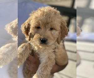 Goldendoodle Dog for Adoption in SOUTH BOSTON, Virginia USA