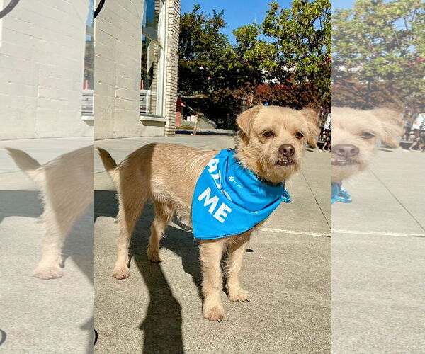 Medium Photo #2 Mutt Puppy For Sale in La Verne, CA, USA