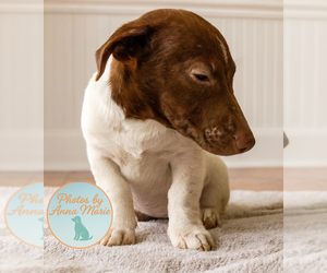 Jack Russell Terrier Dogs for adoption in Grovertown, IN, USA