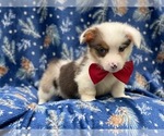 Small Photo #4 Pembroke Welsh Corgi Puppy For Sale in LAKELAND, FL, USA