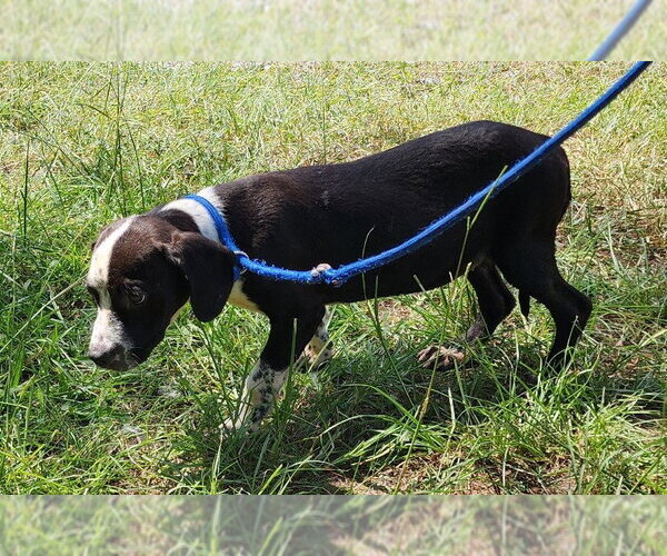 Medium Photo #3 Mutt Puppy For Sale in Wetumpka, AL, USA