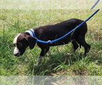 Small #2 Mutt