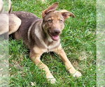 Small Photo #2 German Shepherd Dog-Unknown Mix Puppy For Sale in Minneapolis, MN, USA