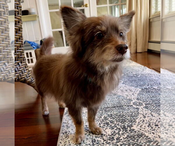 Medium Photo #3 Papillon-Unknown Mix Puppy For Sale in Oakhurst, NJ, USA