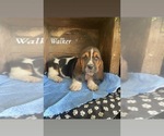 Puppy Walker Basset Hound