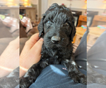 Small #11 Goldendoodle
