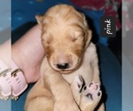 Small Photo #6 Goldendoodle Puppy For Sale in KIMBALL, MN, USA