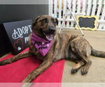 Small #3 Catahoula Leopard Dog-Pug Mix