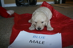 Small Photo #1 Labradoodle Puppy For Sale in JACKSONVILLE, TX, USA
