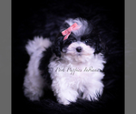Puppy Starburst Maltipoo (Miniature)