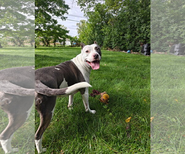 Medium Photo #2 American Pit Bull Terrier-Unknown Mix Puppy For Sale in Germantown, OH, USA