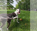 Small Photo #2 American Pit Bull Terrier-Unknown Mix Puppy For Sale in Germantown, OH, USA