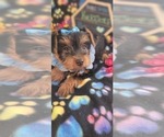 Small Photo #8 Yorkshire Terrier Puppy For Sale in AKRON, OH, USA