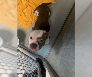 American Bulldog Dogs for adoption in St. Cloud, FL, USA
