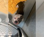 Small American Bulldog