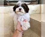 Small Photo #18 Havanese Puppy For Sale in HOUSTON, TX, USA